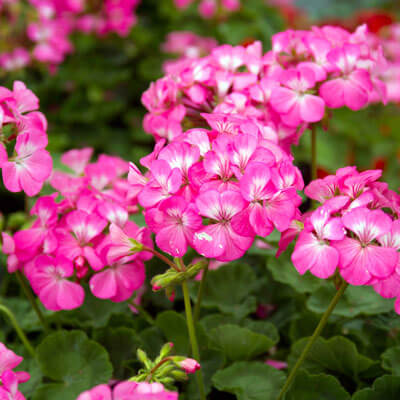 Pink Flores Geranium Seeds