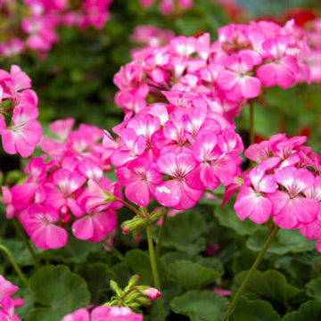 Pink Flores Geranium Seeds