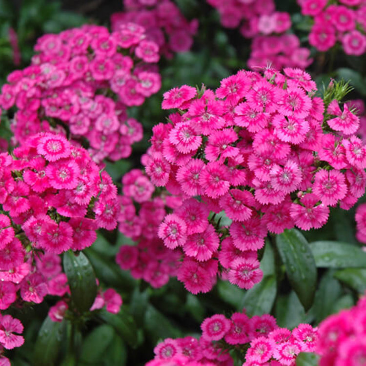 Pink Fringed Dianthus Seeds