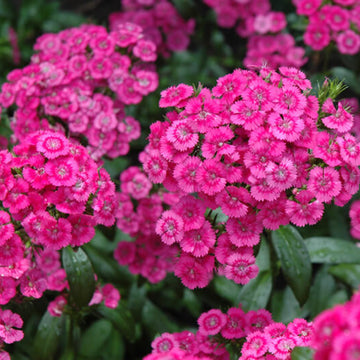 Pink Fringed Dianthus Seeds