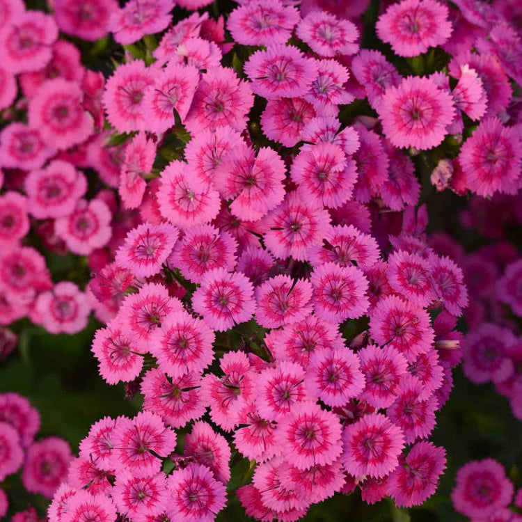 Pink Fringed Dianthus Seeds