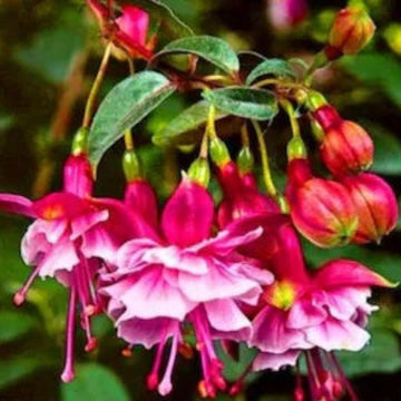 Pink Fuchsia Petunia Seeds