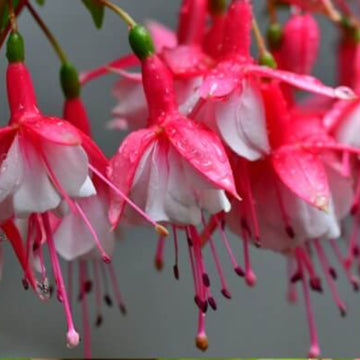 Pink Fuchsia Petunia Seeds