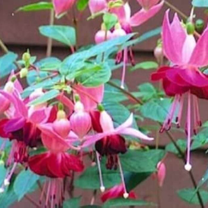 Pink Fuchsia Petunia Seeds