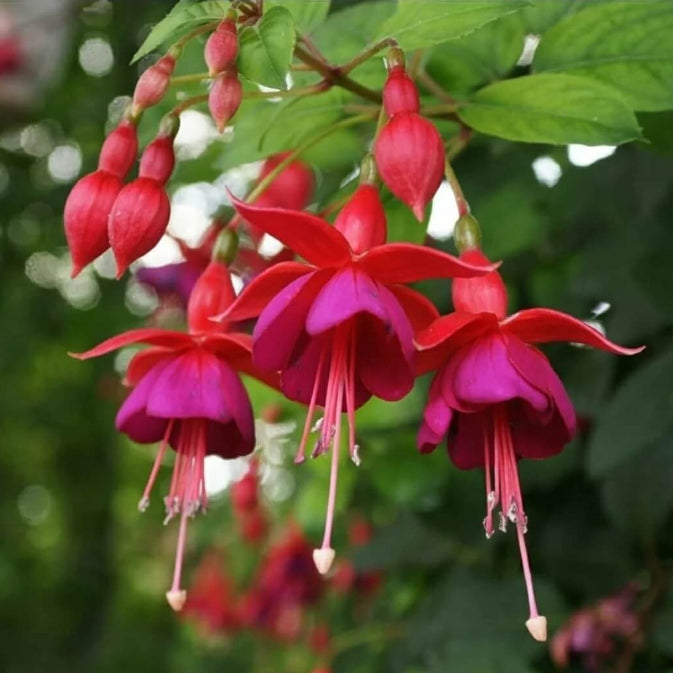 Pink Fuchsia Seeds 