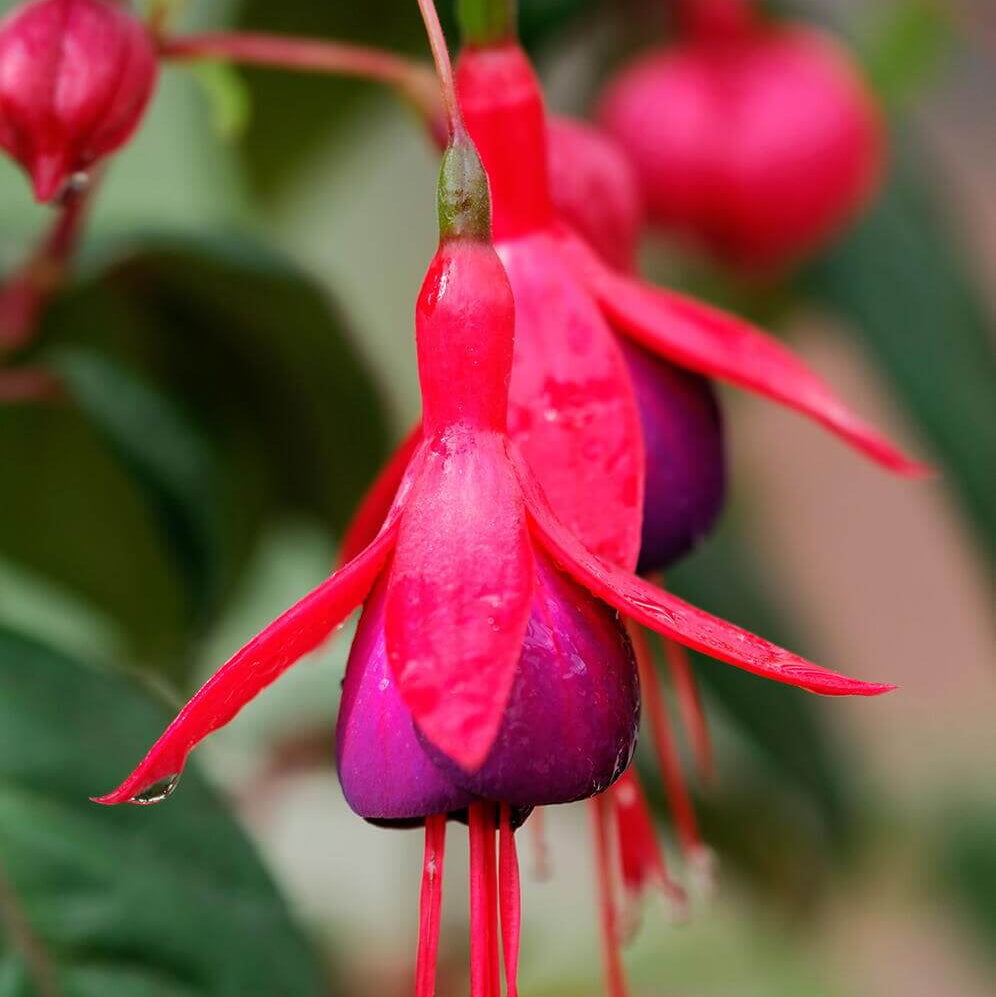 Pink Fuchsia Seeds 