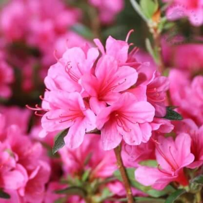 Pink Green Azalea Seeds
