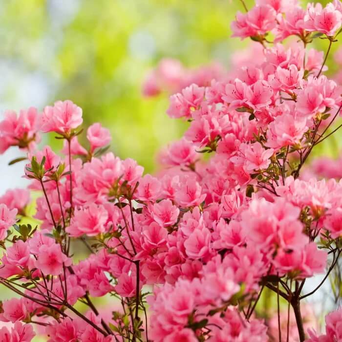 Pink Green Azalea Seeds