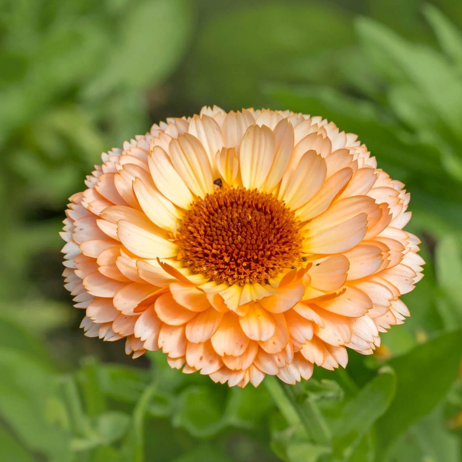 Pink Heirloom Calendula Seeds 