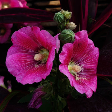 Pink Hollyhock Seeds 