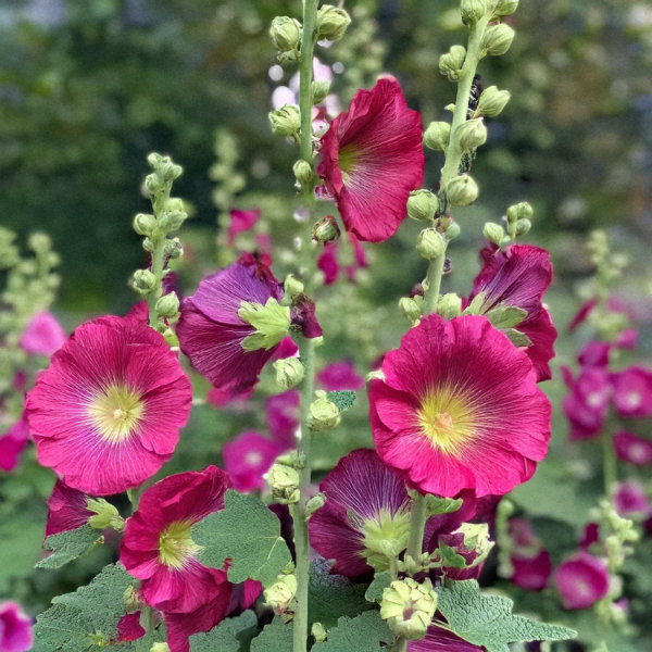 Pink Hollyhock Seeds 