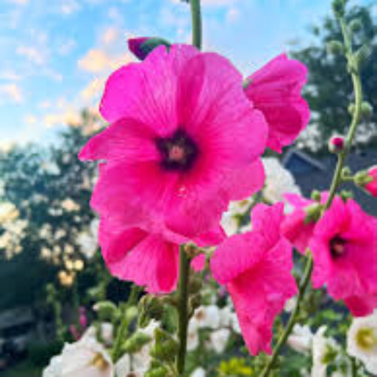 Pink Hollyhock Seeds 