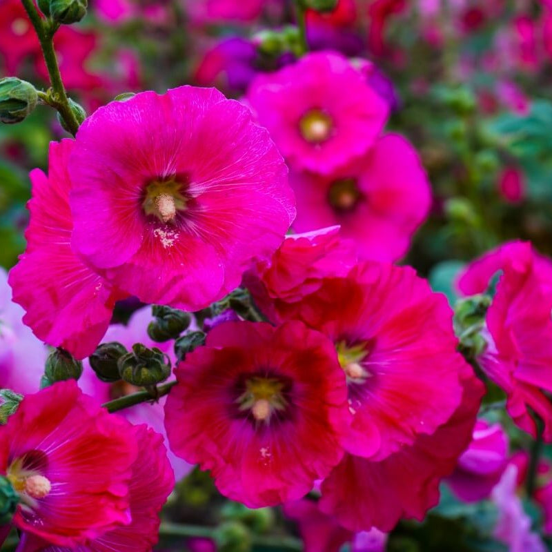 Pink Hollyhock Seeds 