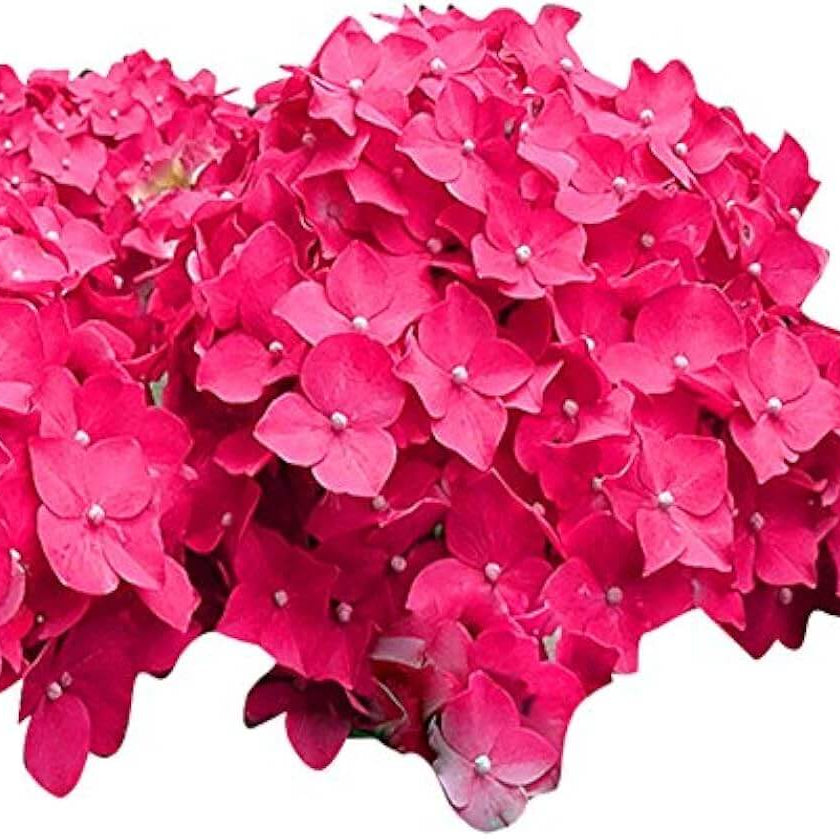Pink Hydrangea Seeds
