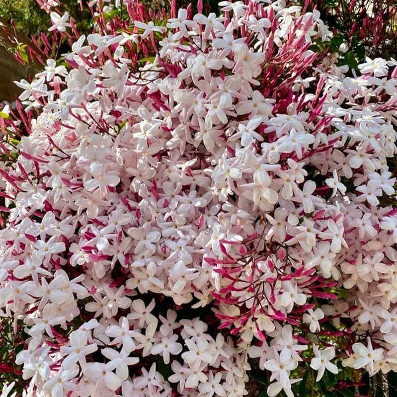 Pink Jasmine Seeds