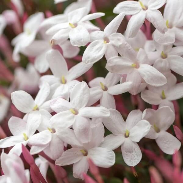 Pink Jasmine Seeds