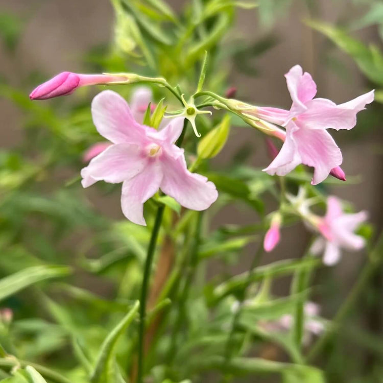 Pink Jasmine Seeds