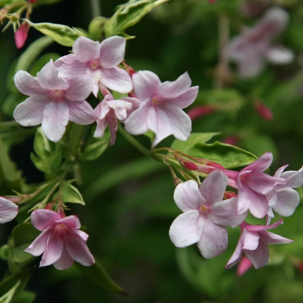 Pink Jasmine Seeds