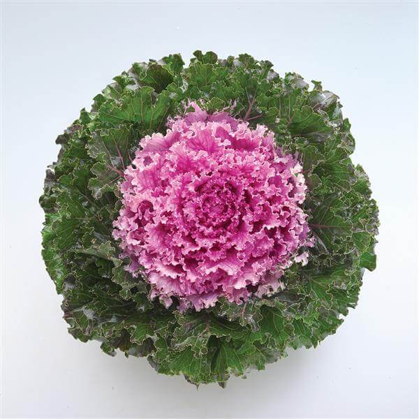 Pink Kale Seeds 