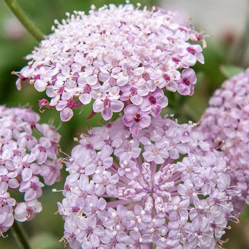 Pink Lace Seeds – Wildflower Mix, Heirloom