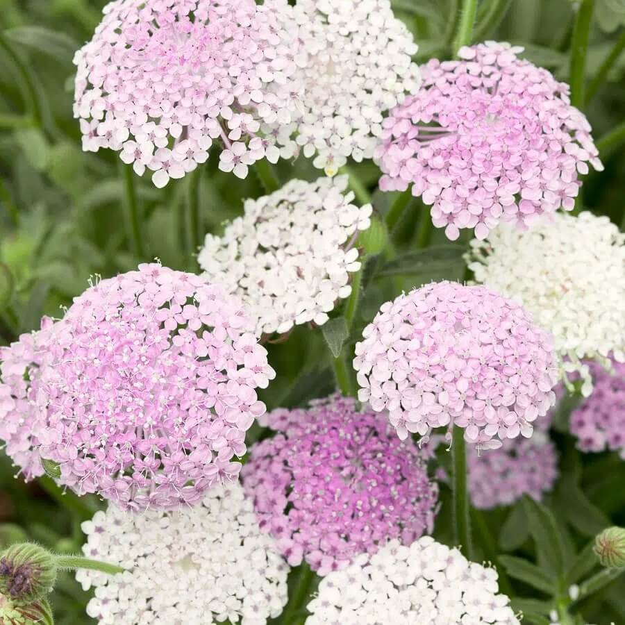 Pink Lace Seeds – Wildflower Mix, Heirloom