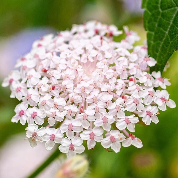 Pink Lace Seeds – Wildflower Mix, Heirloom