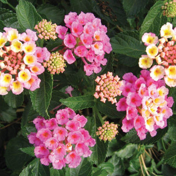 Pink Lantana Seeds 