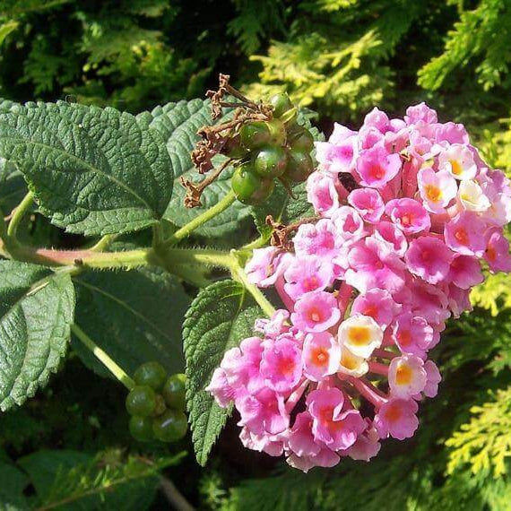 Pink Lantana Seeds 