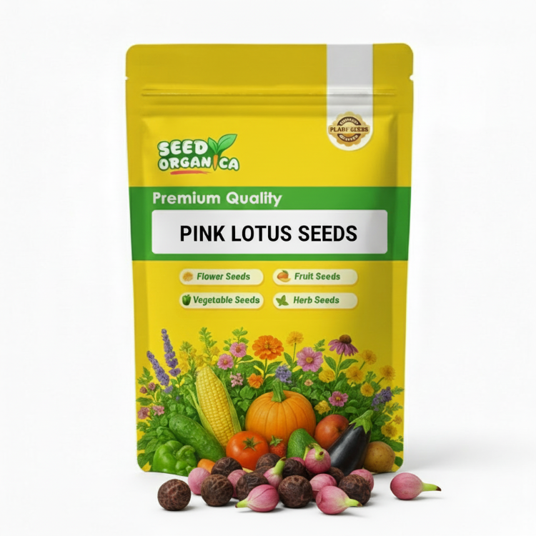Pink Lotus Seeds
