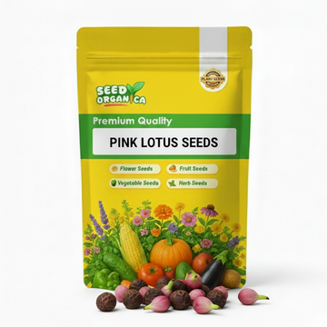 Pink Lotus Seeds