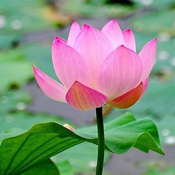 Pink Lotus Seeds