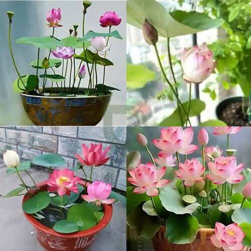 Pink Lotus Seeds