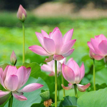 Pink Lotus Seeds