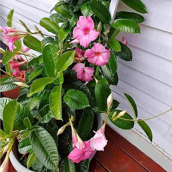 Pink Mandevilla Seeds