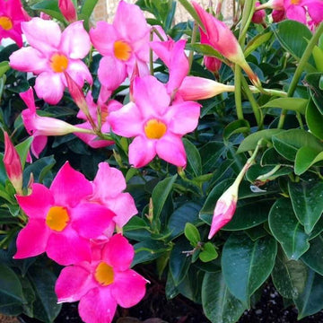 Pink Mandevilla Seeds