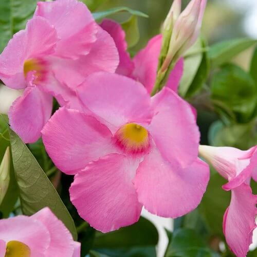 Pink Mandevilla Seeds