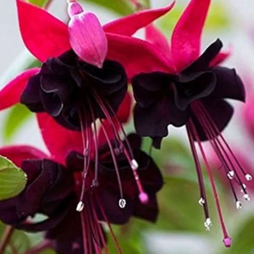 Pink Maroon Fuchsia Seeds 