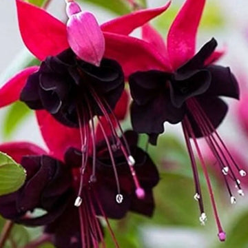 Pink Maroon Fuchsia Seeds 