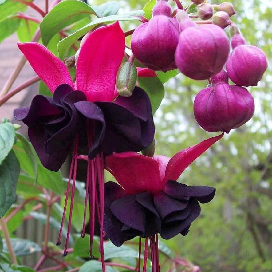 Pink Maroon Fuchsia Seeds 