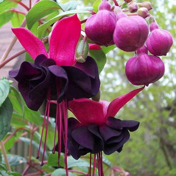 Pink Maroon Fuchsia Seeds 