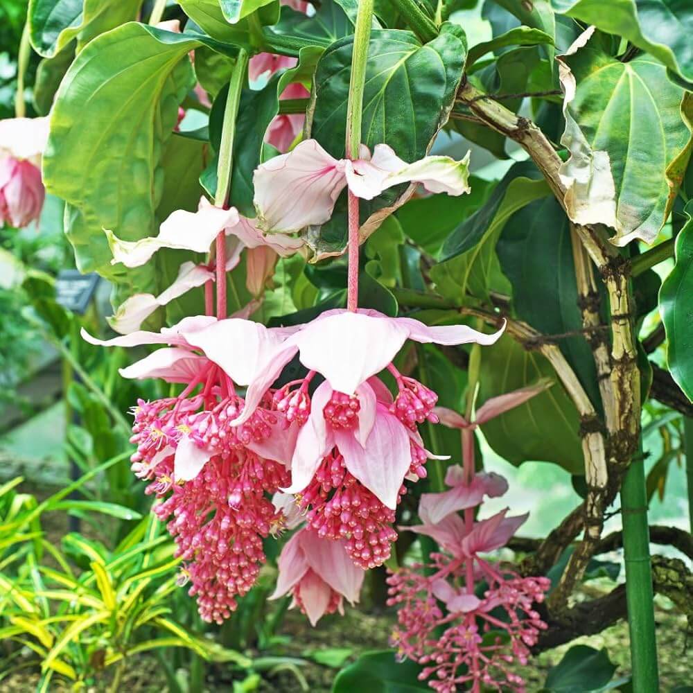 Pink Medinilla Magnifica Seeds Tropical Flower Plant Seeds pink-medinilla-magnifica-seeds-tropical-flower-plant-seeds