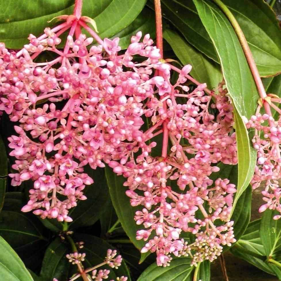 Pink Medinilla Magnifica Seeds - Flower Plant
