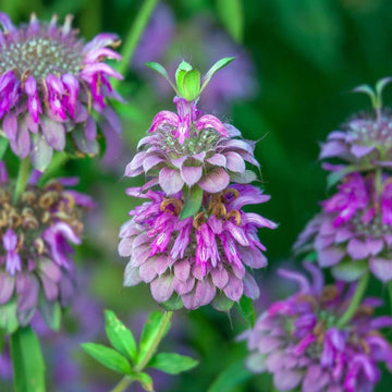 Pink Mint Seeds