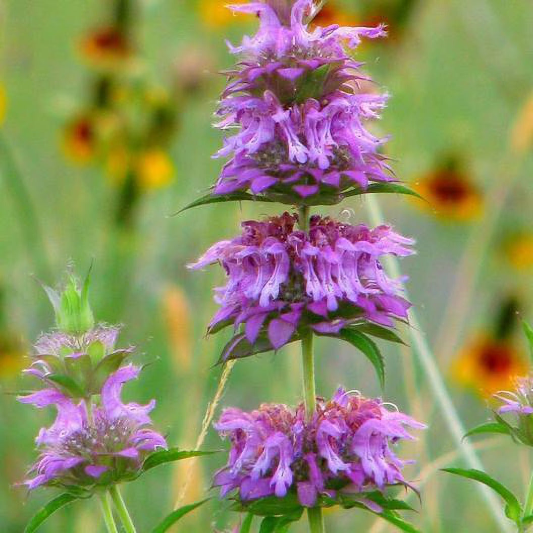 Pink Mint Seeds