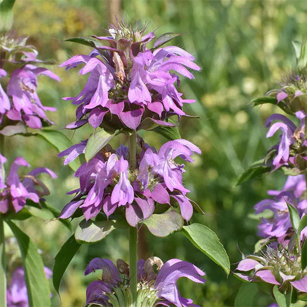 Pink Mint Seeds