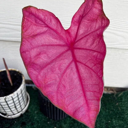Pink Mix Caladium Seeds