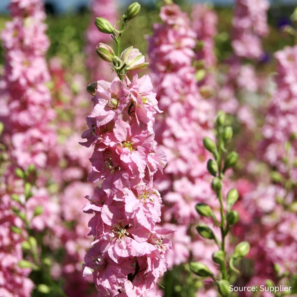 Pink Mix Delphinium Seeds - Flower Plant