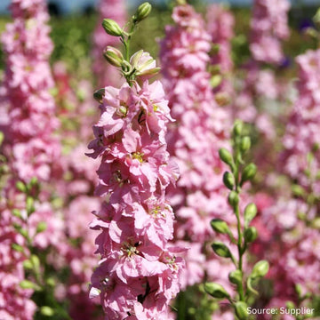 Pink Mix Delphinium Seeds - Flower Plant