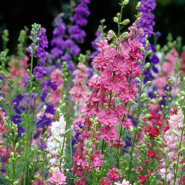 Pink Mix Delphinium Seeds - Flower Plant