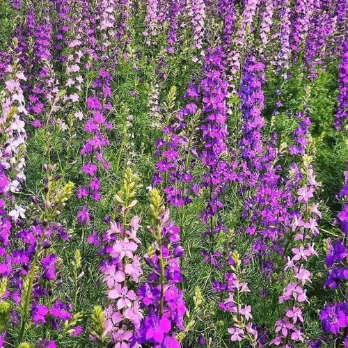 Pink Mix Delphinium Seeds - Flower Plant